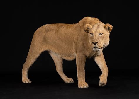 Full Lioness Mount Splitting Image Taxidermy