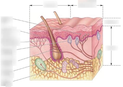 Somatic Sensory Receptors In The Skin Diagram Quizlet