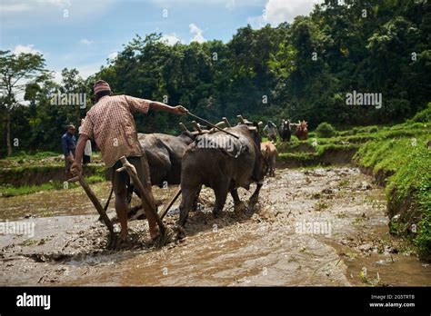 Farmer Ploughing Field Bullocks Hi Res Stock Photography And Images Alamy