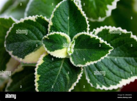 Close Up Of Aromatic Variegated Indian Borage Plectranthus Amboinicus