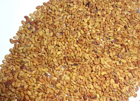 Num Num Superfoods Alfalfa Seeds Lucerne Seeds Pack Size 50 Kg Rs