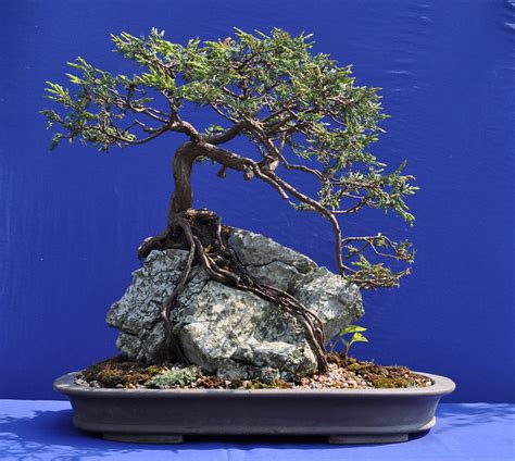 Root Over Rock Common Juniper Bonsai Eejit