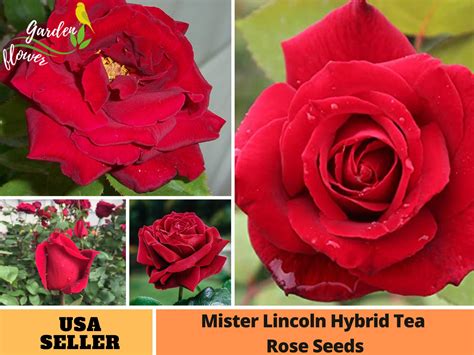 25 Rare Seeds Mr Lincoln Hybrid Tea Rose Seeds Perennial Etsy