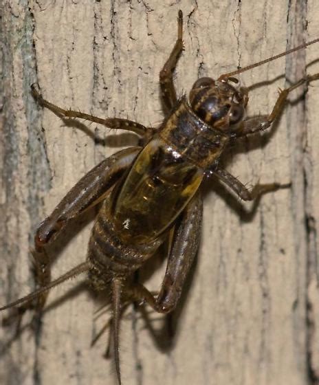 Cricket Allonemobius Fasciatus Bugguidenet