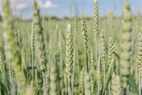 Wheat In The Field 3964181 Stock Photo At Vecteezy