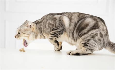 Cat Vomiting: 7 Causes and How to Help | Great Pet Care