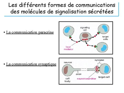 La Signalisation Intracellulaire Comment Les Cellules Communiquentelles