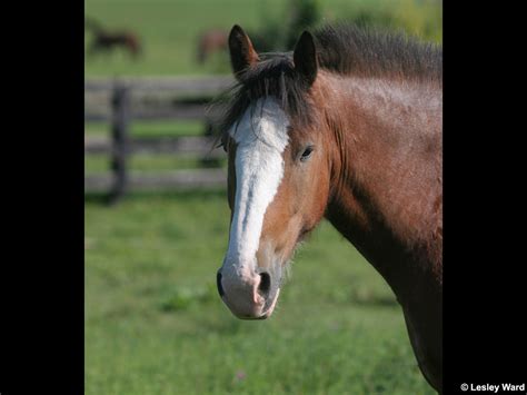 Clydesdale Horses Wallpaper - WallpaperSafari