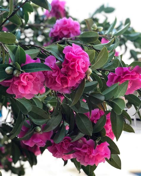 Camellia flower meaning. Learn the symbols and origins of this plant