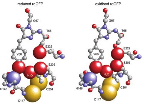 Using Genetically Encoded Redox Sensors To Study The Effect Of