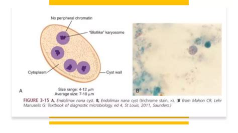 Endolimax Nana PPT