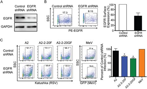 Knockdown Of Egfr In Beas B Cells Results In Rsv Strain Specific