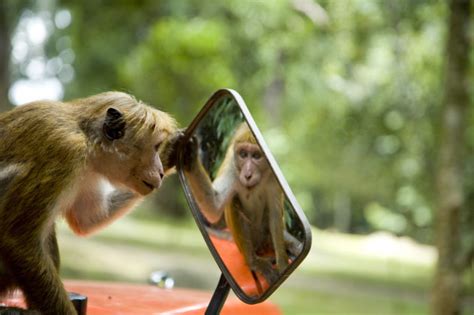 10 Ways Monkeys Are More Like Us Than We Think Listverse