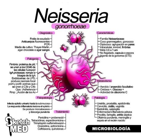 Neisseria Gonorrhoeae Yon Soo UDocz