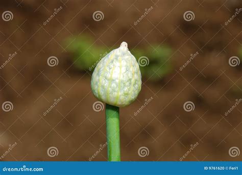 Semente Da Cebola Foto De Stock Imagem De Crescimento