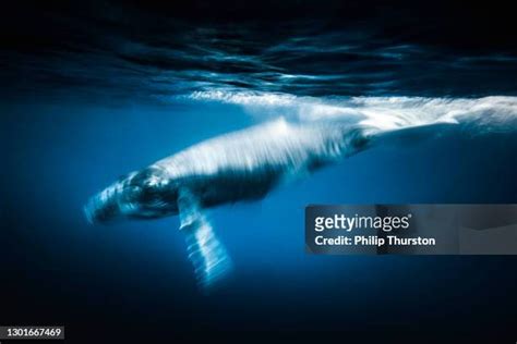 77 Humpback Whale Eye Stock Photos, High-Res Pictures, and Images - Getty Images