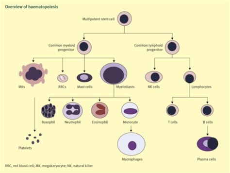 Case Haematopoiesis And Haemoglobin Flashcards Quizlet