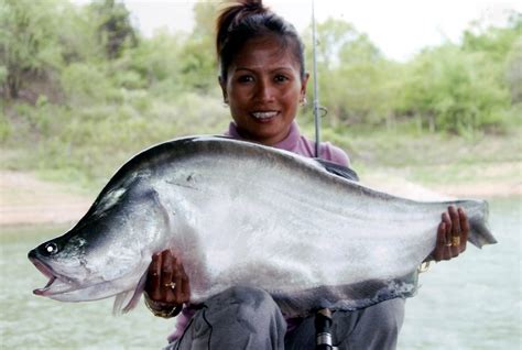 Kenali Ikan Belida Sungai - Umpan