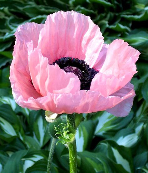 Ma S Poppies 20a Douglas Sprott Flickr