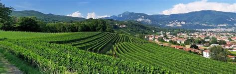 Switzerland Wine Guide: Discover Swiss Wine & Regions