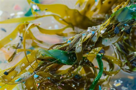 Closeup Of Microplastics Entangled In Seaweed Stock Image Image Of Contamination Seaweed