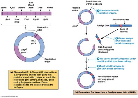 Generation Of Dna Fragment