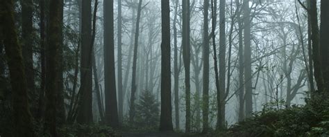 Download wallpaper forest, trees, nature, fog, section nature in ...