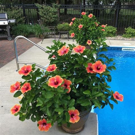 18 Fiesta Hibiscus In Garden Ideas With Pictures