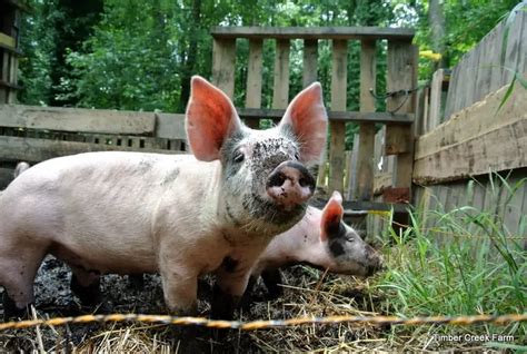 Pig Pens Or Pig Pastures Timber Creek Farm