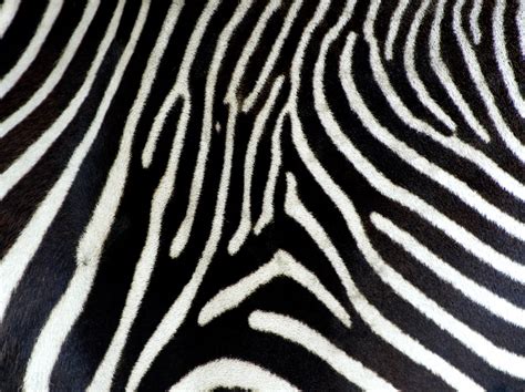 Zebra Print Wallpaper