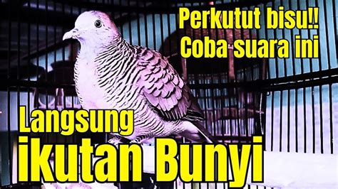 Perkutut Lokal Gacor Suara Besar Belum Satu Menit Langsung Ikutan