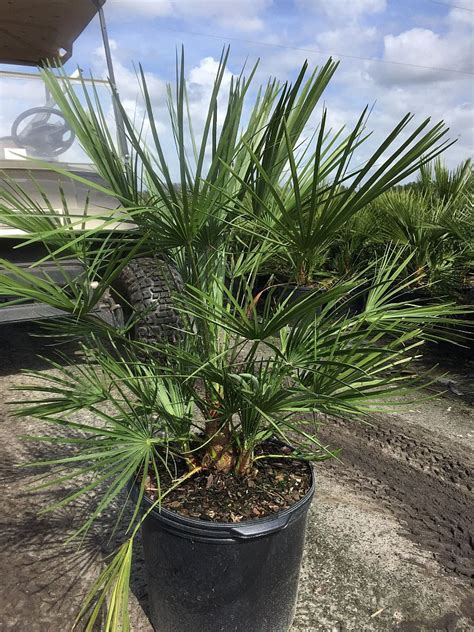 Chamaerops Humilis European Fan Palm Mediterranean Fan Palm Plantvine