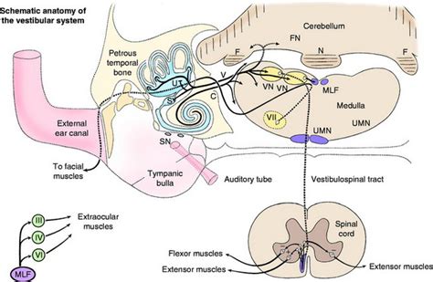 Vestibular Pathway Diagram