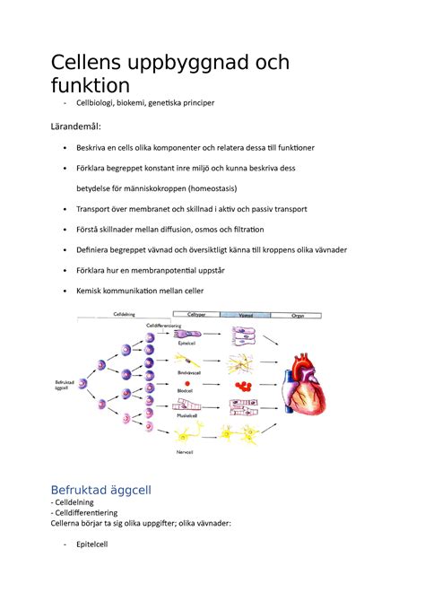 Cellens Uppbyggnad Och Funktion Cellens Uppbyggnad Och Funktion