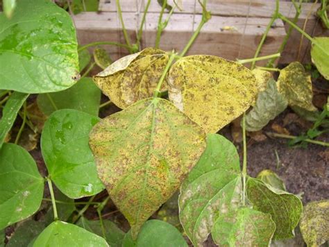 Yellow Spots On Bean Leaves