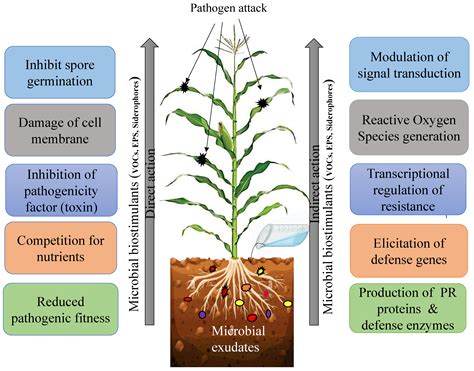 Jox Free Full Text Microbial Exudates As Biostimulants Role In