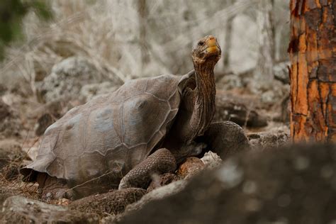 Lonesome George Gal Pagos Conservancy