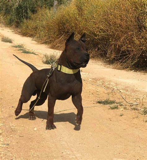 Dog Breed ️ CHUANDONG HOUND From COK9 🐶 Kong 22 months old Country 🇵🇹 # ...