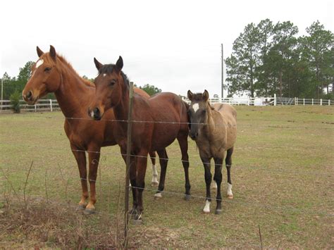 Free Horses - Horses for Adoption | HubPages