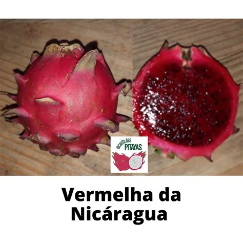 Topo Imagem Qual A Diferen A Da Pitaya Branca E Rosa Br