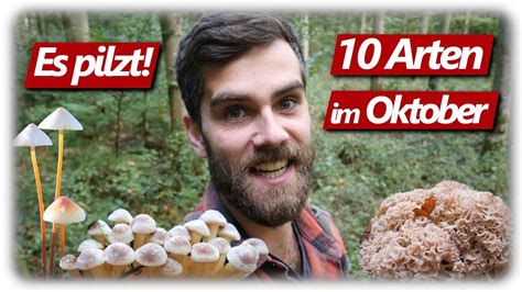 Pilze Ohne Ende Krause Glucke Giftpilze Birkenporling 10 Arten Im