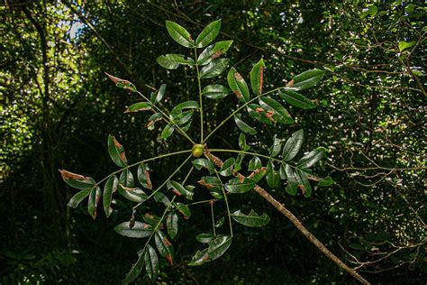 Flora Of Mozambique Species Information Individual Images Ekebergia