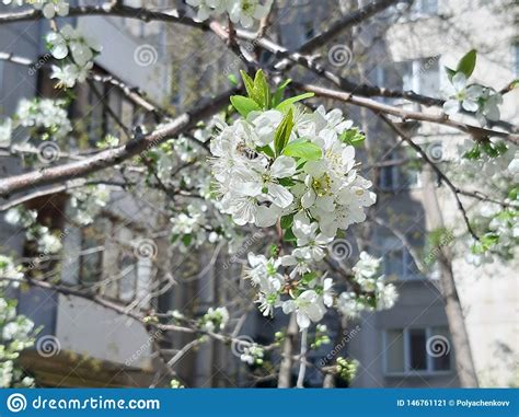 Foto A Abelha Poliniza Flores Inseto Nas Flores Fundo Floral Branco