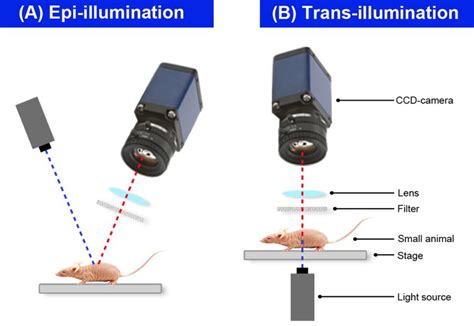 Basic Principle Of Epi Illumination A In Which The Light Source And