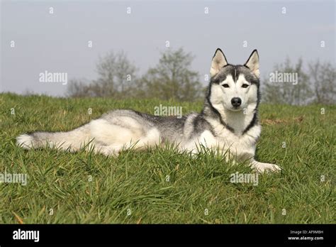 Siberian Husky Canis Lupus F Familiaris Lying In Meadow Stock Photo