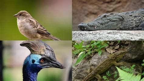 10 Animals Related To Dinosaurs - Online Field Guide