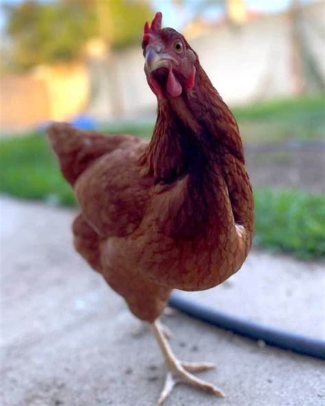 What Are Gold Sex Link Chickens A Comprehensive Guide