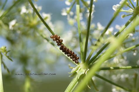 Platygastrid wasp on spined soldier bug eggs | Jessica Walliser