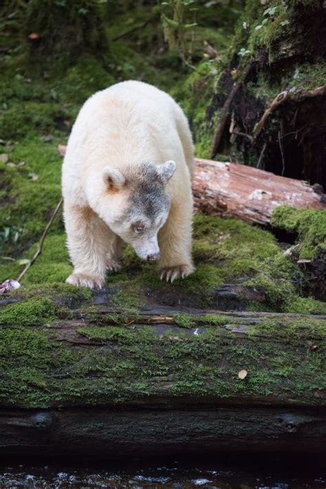 Spirit Bear with Unique Markings