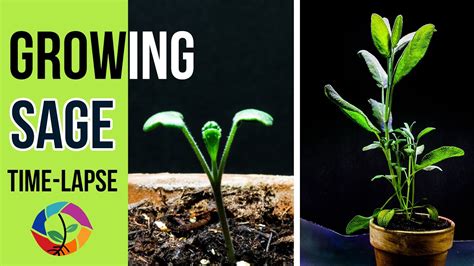 growing sage herb  seed  days time lapse youtube